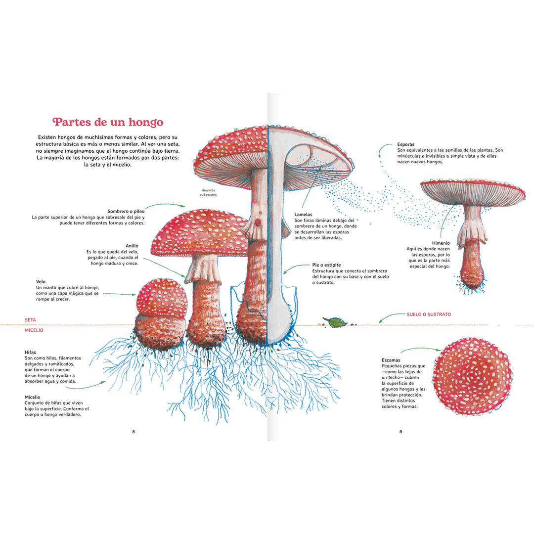 Libro REINO FUNGI