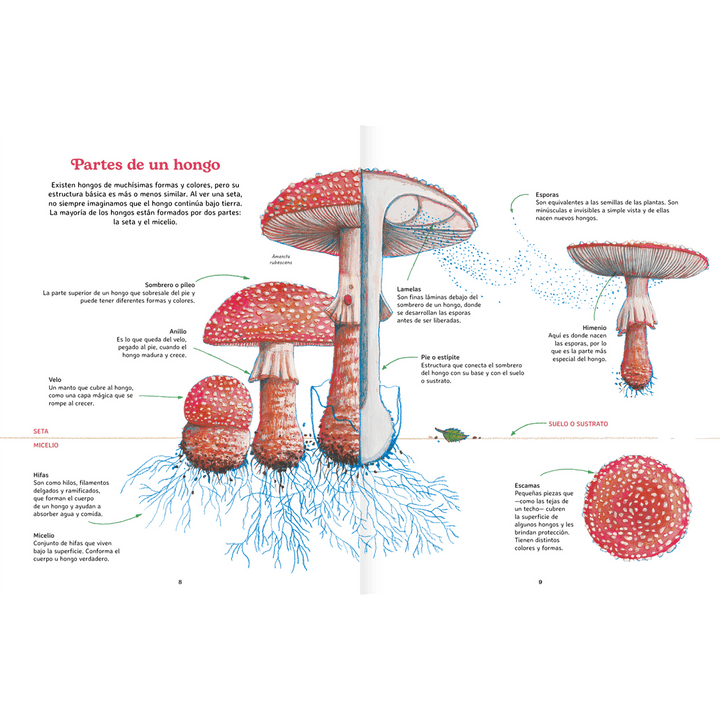 Libro REINO FUNGI